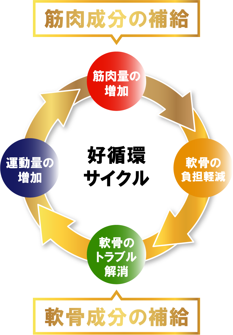 好循環サイクル、筋肉成分の補給→筋肉量の増加・軟骨の負担軽減、軟骨成分の補給→軟骨のトラブル解消・運動量の増加