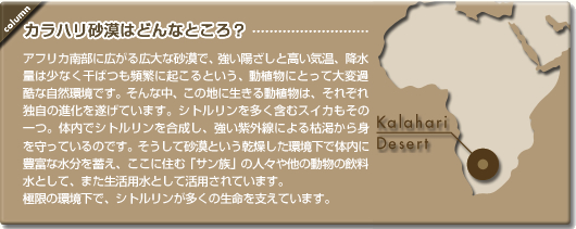 カラハリ砂漠はどんなところ？